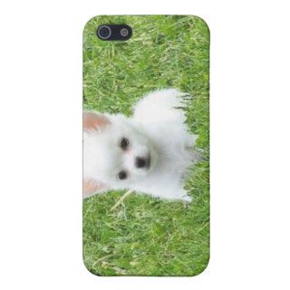 Cute White Chihuahua Iphone 4/4s Case