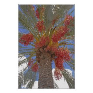 Flowering Palm Print