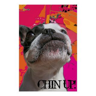 Chin Up French Bulldog Poster