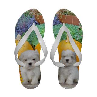 Thanksgiving Maltese puppies flip flop sandals