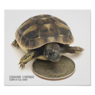 Baby Hermans Tortoise Posters