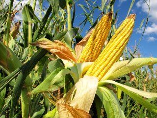 Precocious Hybrid   Corn Seeds  Corn Plants  Patio, Lawn & Garden
