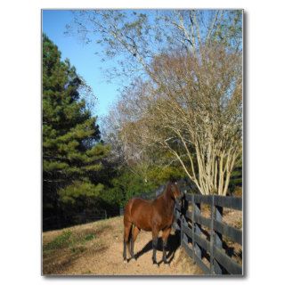 Brown Horse against a Fence Postcards