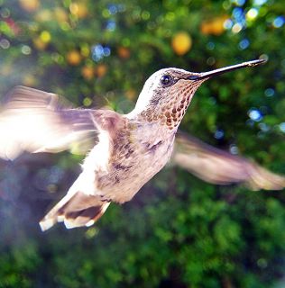 Bird Photo Booth