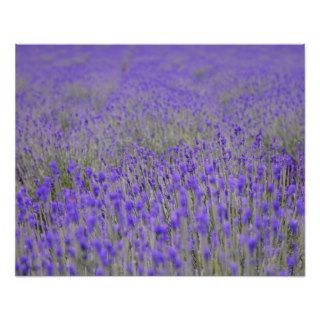 Flower field in Hokkaido, lavender Poster