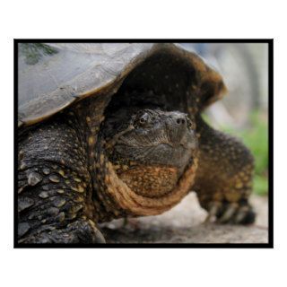 Snapping Turtle Poster