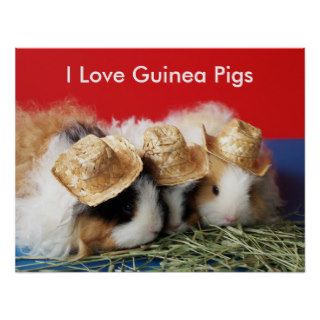I Love Guinea Pigs Poster