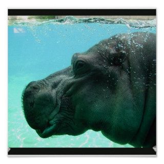 Swimming Hippo Poster