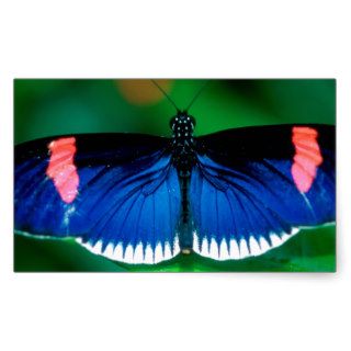 Butterflies Heliconius Erato Rectangular Stickers