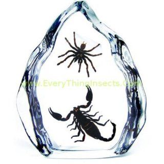 Scorpion vs Spider Acrylic Display
