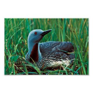 Red throated Loon Print