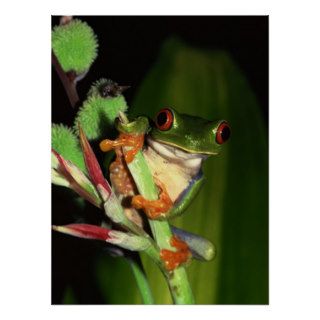 Tree Frog poster