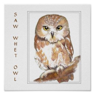 Watercolor Saw Whet Owl   Bird Collection Posters