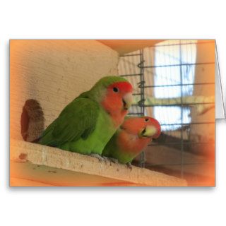 Lovebirds Cards