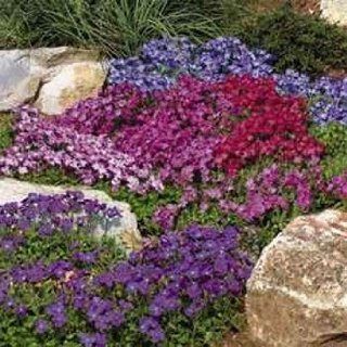 Outsidepride Aubrieta Royal Mix   5000 Seeds  Flowering Plants  Patio, Lawn & Garden