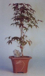Japanese Red Maple Bonsai Tree   Large<br><i>(Acer Palmatum "Atropurpurea")</i> Grocery & Gourmet Food