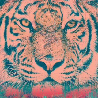 Salty & Sweet Orange Tiger Graphic Art on Canvas SS038 Size 12 H x 12 W 