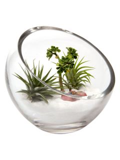 Terrarium Bowl by Stone & Aster