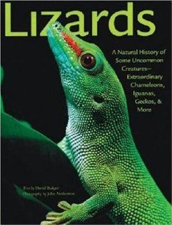 Lizards A Natural History of Some Uncommon CreaturesExtraordinary Chameleons, Iguanas, Geckos, & More David Badger 9780760325797 Books