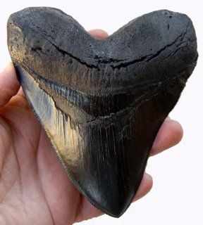 Prehistoric Planet Store   Megalodon (Carcharodon megalodon) tooth, Black Toys & Games
