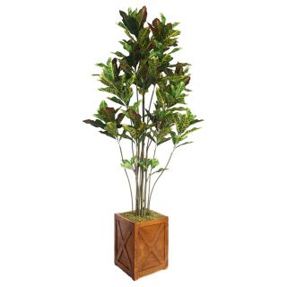 Laura Ashley 81 inch Tall Croton Tree With Multiple Trunks In Fiberstone Planter