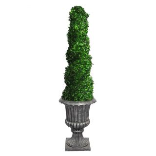 Laura Ashley 64 inch Tall Preserved Natural Spiral Boxwood Topiary In 16 inch Fiberstone Planter