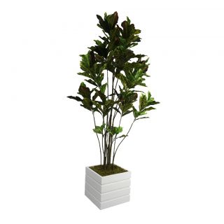 Laura Ashley 78 Tall Croton Tree With Multiple Trunks In 14 Fiberstone Planter