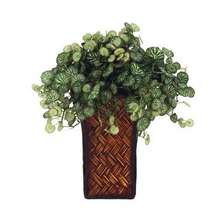 Basket Weave Vase Red Edge Saxifraga Plant