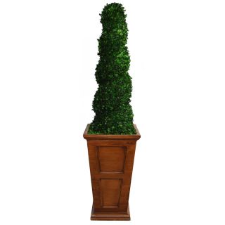 Laura Ashley 69 inch Preserved Natural Spiral Boxwood Topiary In 16 inch Fiberstone Planter