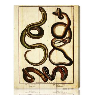 Oliver Gal Snakes II Graphic Art on Canvas 10244 Size 12 x 16