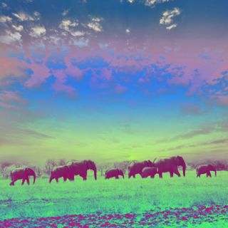 Salty & Sweet Painted Elephants Graphic Art on Canvas SS039 Size 12 H x 1