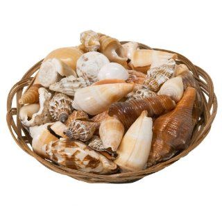 Genuine Seashell Assortment Health & Personal Care