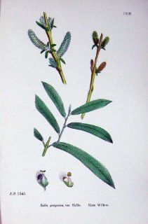 Botany Plants C1902 Rose Willow Salix Purpurea Helix   Prints
