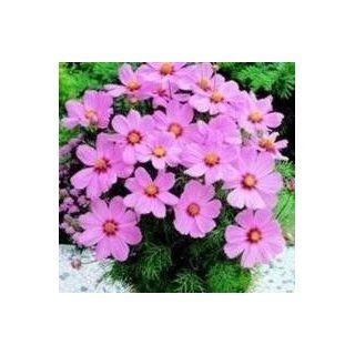 Nuts n' Cones Cosmos   Sonata Pink Blush   25 Seeds  Flowering Plants  Patio, Lawn & Garden