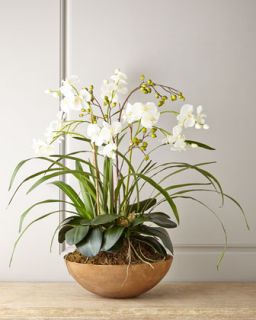 Moth Orchid Planter
