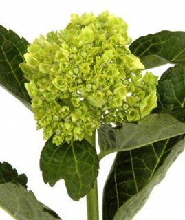 Hydrangea Baby Green  Fresh Cut Format Flowers  Grocery & Gourmet Food