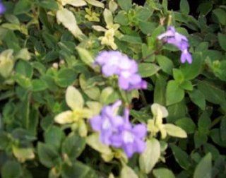 Streptocarpella Variegated Plant  Flowering Plants  Patio, Lawn & Garden