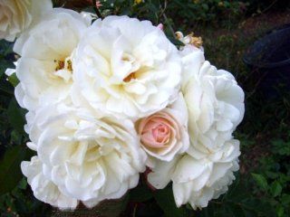 Heirloom Own Root Found Rose 'Prom Queen' Climber  Climbing Roses  Patio, Lawn & Garden