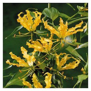 1 Yellow Gloriosa Lutea Lily Bulb   Immediate Shipping  Lily Plants  Patio, Lawn & Garden