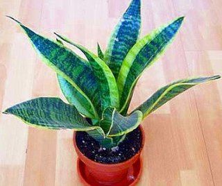 Futura Snake Plant, Mother In Law's Tongue   Sanseveria   4" Pot  Live Indoor House Plants  