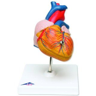 3B Scientific G08 2 Part Classic Heart Model, 7.5" x 4.7" x 4.7"