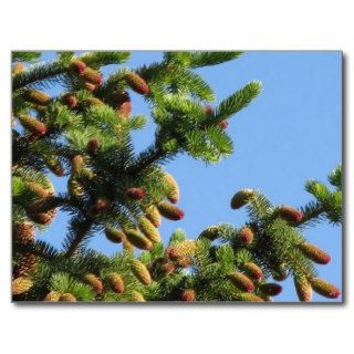 Tree Postcard