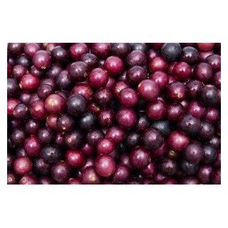 *NEW* RED TAME GIANT SCUPPERNONG/MUSCADINE GRAPE *RARE*Sweetest* 7* SEEDS*#1230  Vegetable Plants  Patio, Lawn & Garden