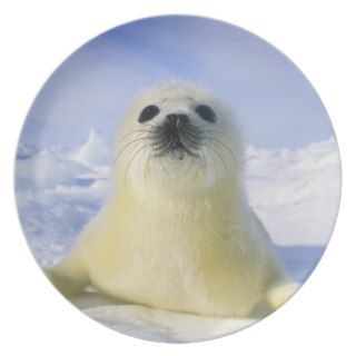Newborn Harp Seal (Phoca Groenlandica) Pup (yellow Plate