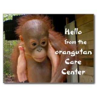 Cute Baby Orangutan Orphan Post Card