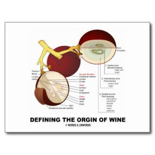 Defining The Origin Of Wine (Wine Grape Berry) Post Cards
