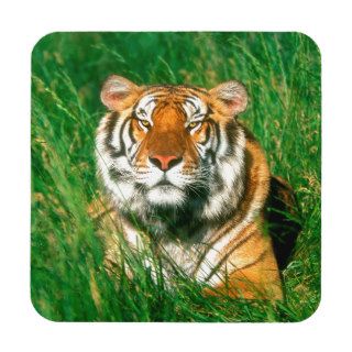 Tiger Sunbather Bengal Drink Coaster