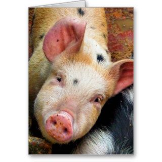 PIGS GREETING CARDS