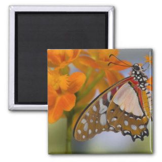 Sammamish, Washington. Tropical Butterflies 47 Refrigerator Magnet
