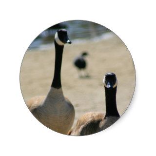 Canadian Geese Walking Sticker